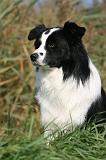 BORDER COLLIE 1359